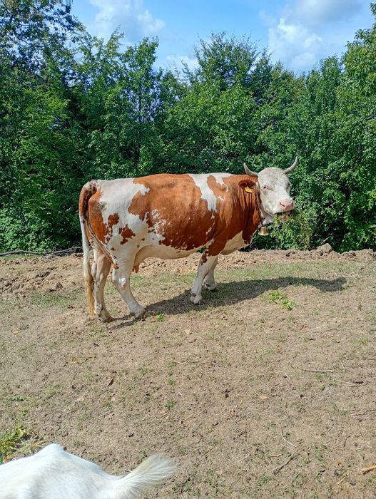 Vacă de vînzare gestantă de 8 luni vacă are 8 ani