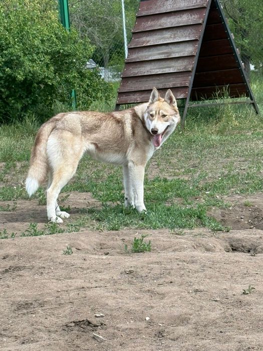 очень красивая собака
