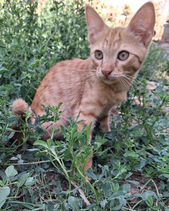 Котенок / mushukcha