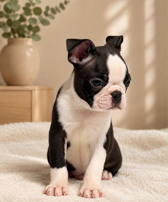 Boston terrier (nu bulldog francez)