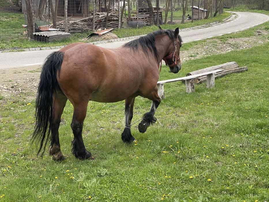 Vand iapă semi-grea  varstă 6 ani 0729381659