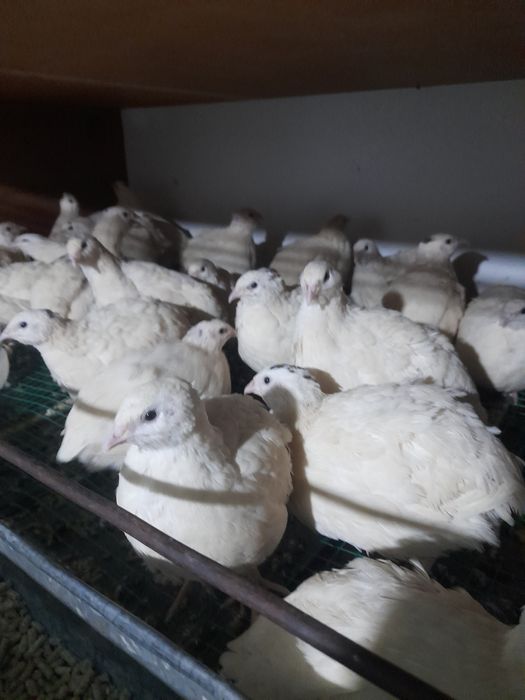 Белый Гигант Бедана гошти