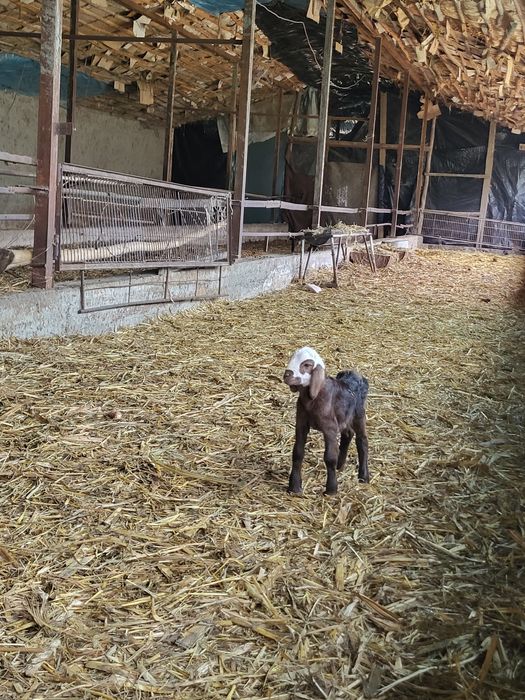 Egizchi qo‘y sotiladi