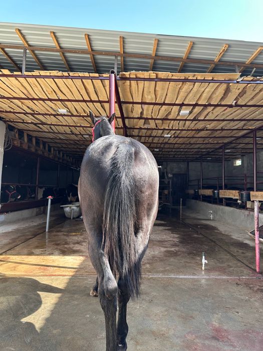 Eski telefonlar uchun porno tomosha