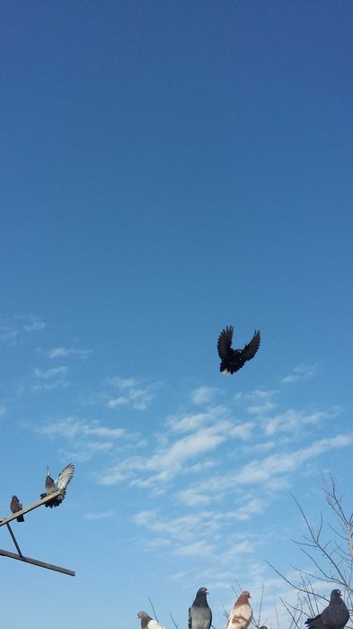 Голуби серпастые бабочки