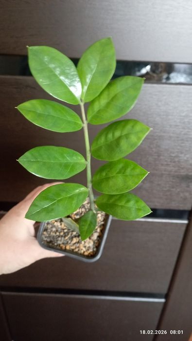 Продам, замиокулькас