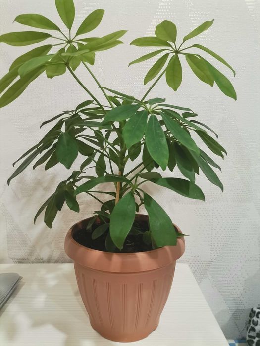 Продам цветы  Шеффлера