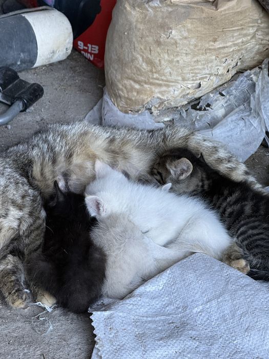 Кошки котята даром