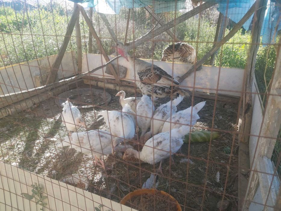 Induk sotiladi tez va arzon