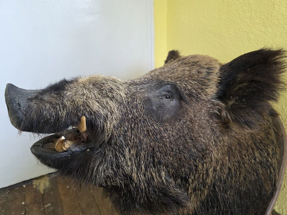 Продавам препарирано диво прасе. Глиган. Без забележки