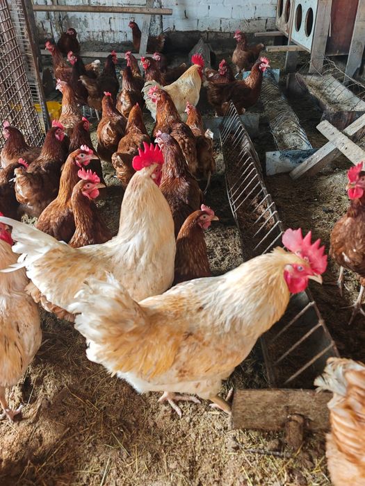 Срочно продам петухов