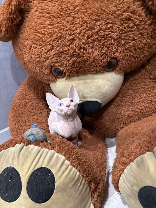 Очаровательная сфинкс бамбино лонг