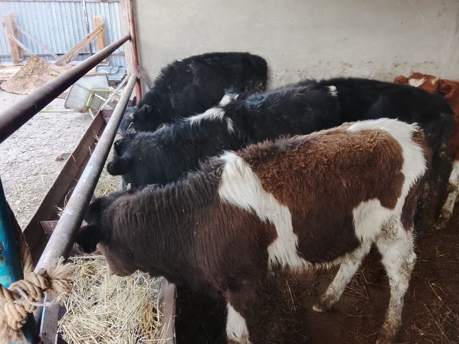 Продается бычки.