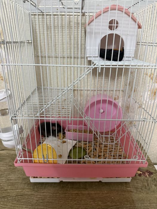 Крыска девочка со всем нужным