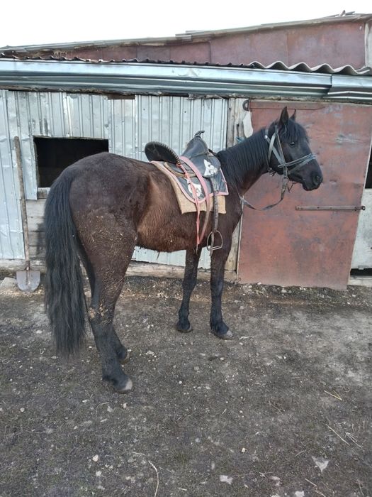 Лошадь верховой.