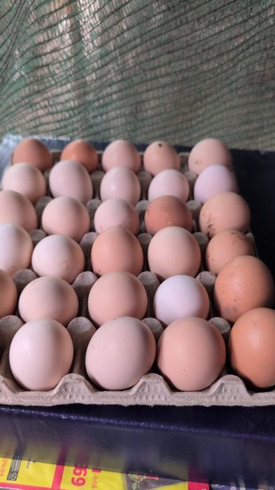 Oua de incubat diferite rase