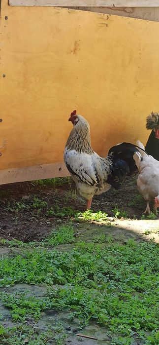 Обмен. Соглом хурузлар