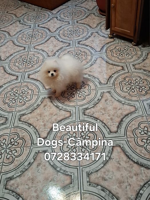 Pui pomeranian femelă