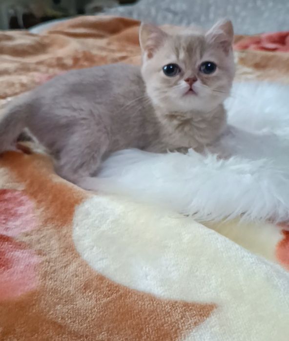 Золотая шиншилла, девочка