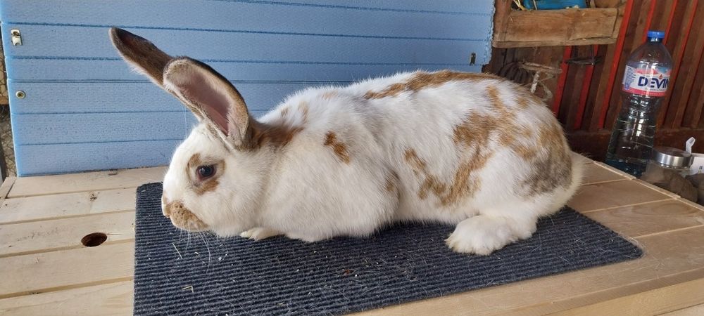 Зайци  за разплод