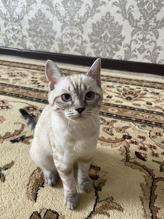 шотландский котёнок