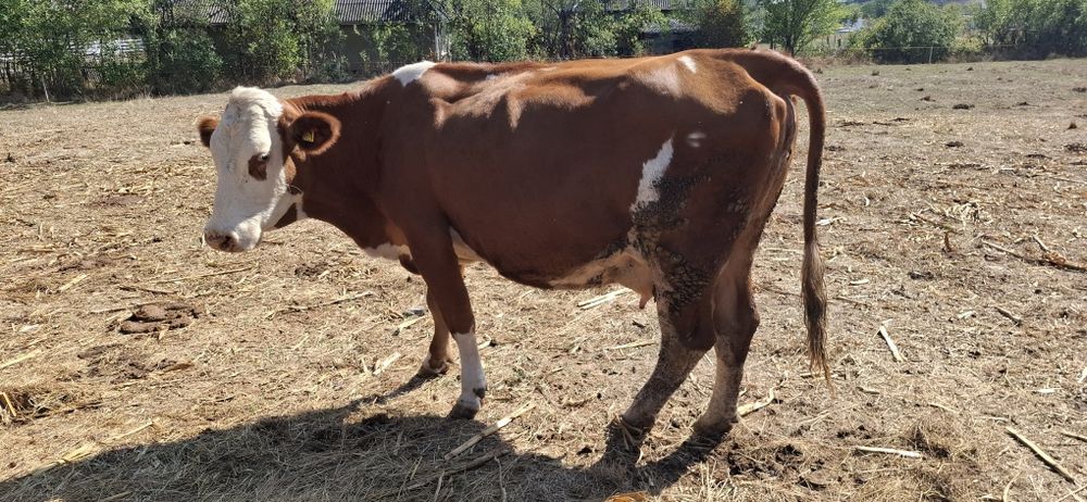 Vaca de vananzare