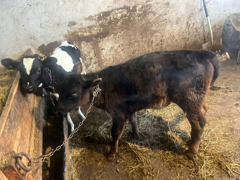 Vând 2 tăurasi frumosi