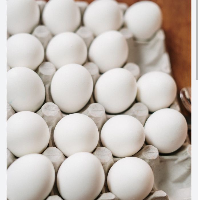 Бял Легхорн егхорн Разплодни яйца 100/100 заплодени