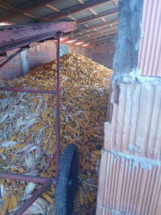 Banda transport porumb elevator lift