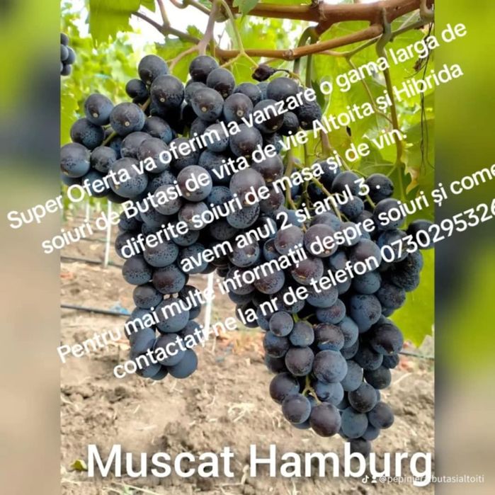 Super Oferta Butași viță de vie Altoita și Hibrida anul 2 și anul 3
