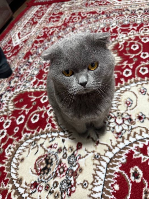 Mushuk oʻgʻil bola hotin kere