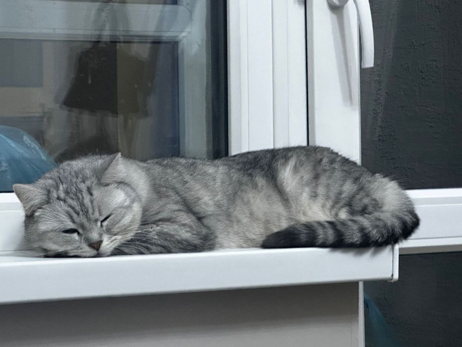 Отдам кошку в добрые руки
