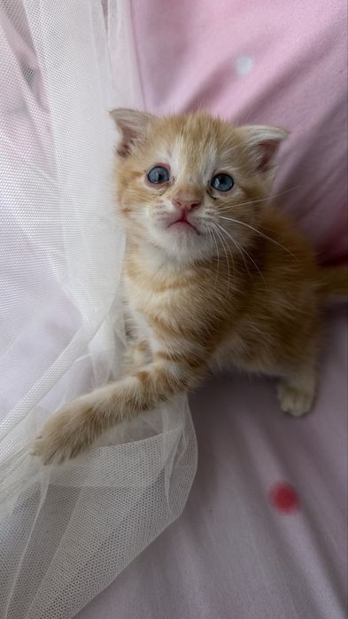 Встлоухие котята