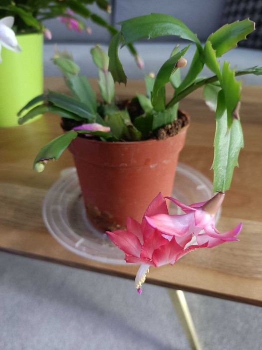 декабристы красный и розовый в небольшом горшке