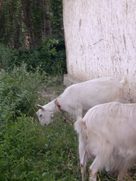 Ona bola echki lar sotiladi soni 3- ta . 2- litr suti bor.