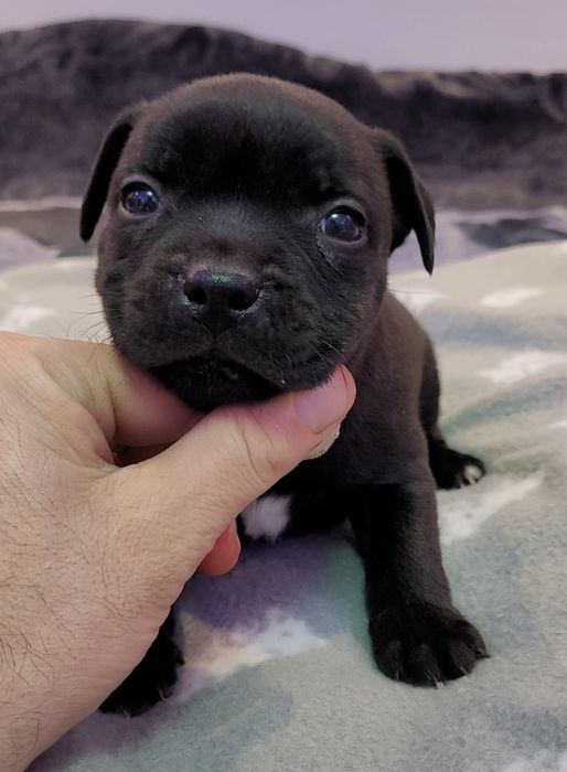 Staffordshire bull terrier