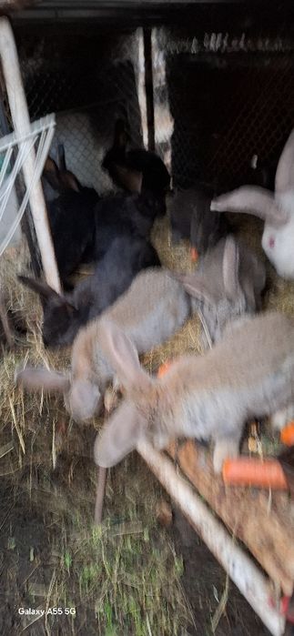 Iepurași de vânzare