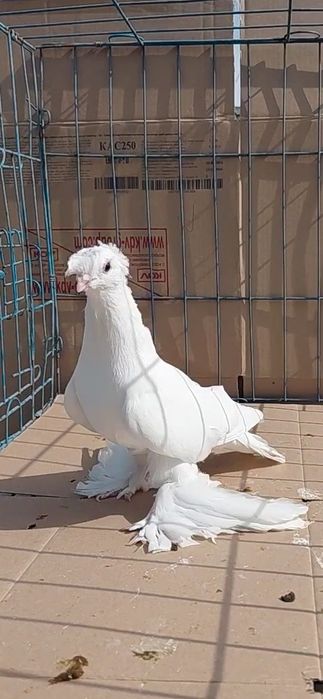 Голуби игровых кровей