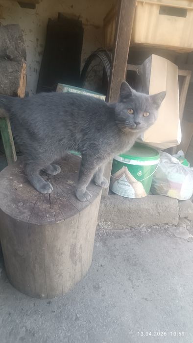 Кошечка молодая персидская