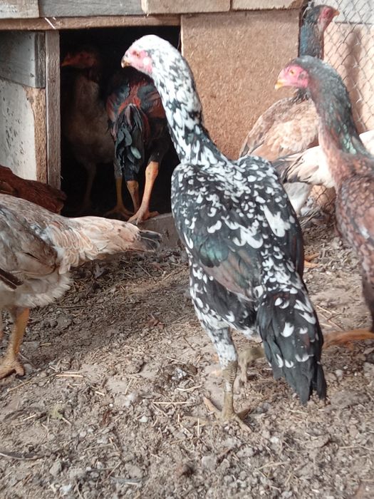 Продам бойцовский курицы