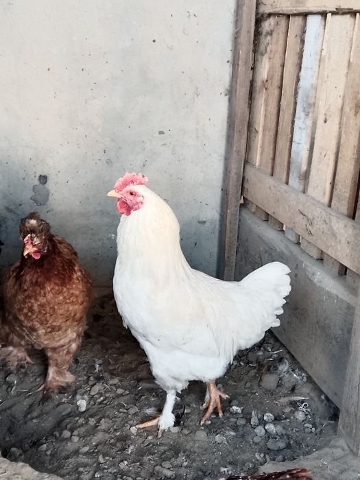 Әтештер сатылады