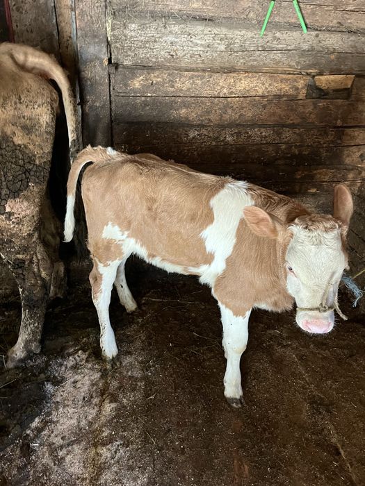 De vanzare vitei 2-10 saptamsnj