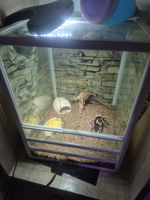 Паук птицеед (Ж)