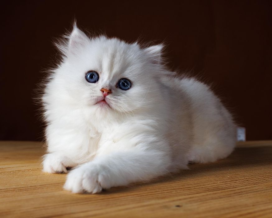Длиношерстные серебро котята