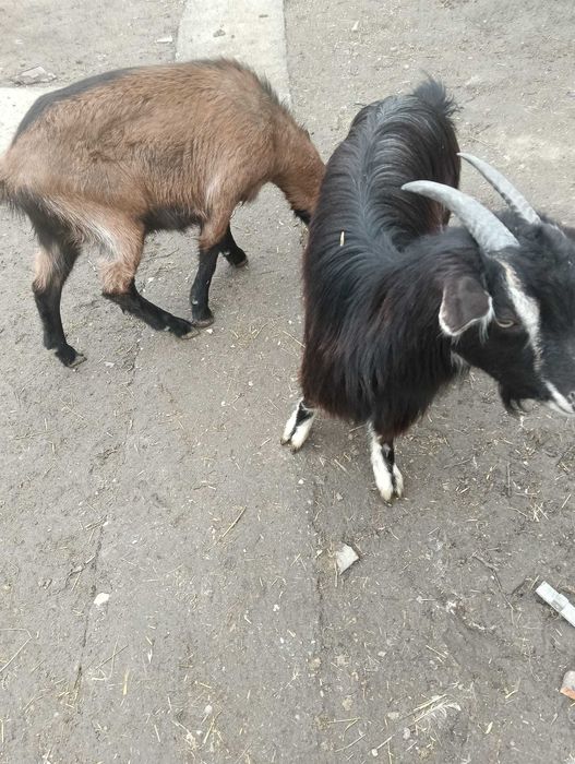 Ieduță de un an