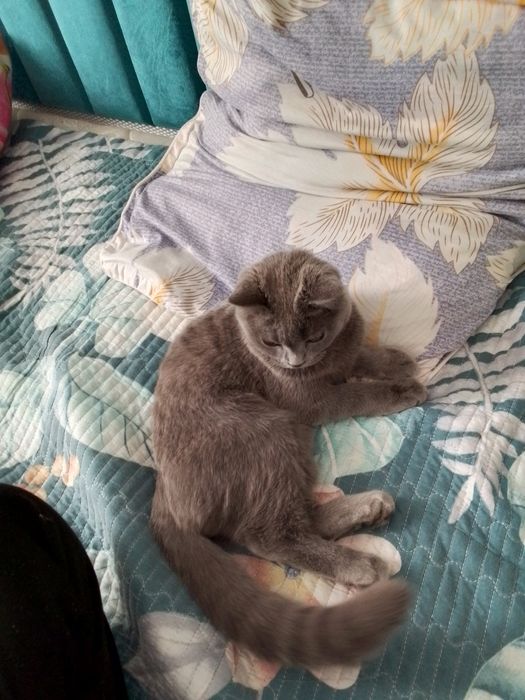 Skottish Flod 6 oylik mushukcha sotiladi