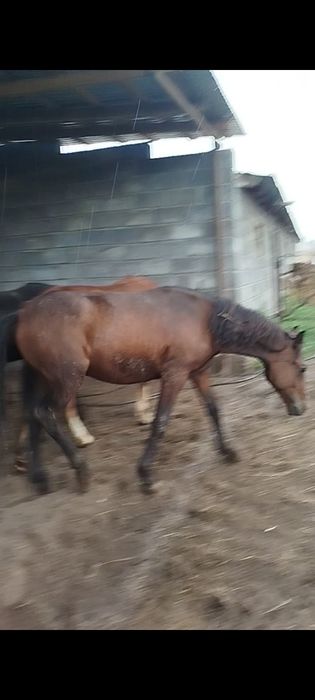 Продам лошадей с откорма 9 голов.