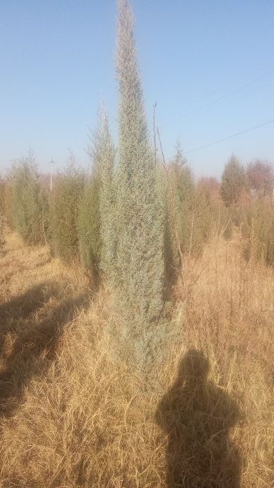archalar bor yashil makon arzon narxlarda yetkazib berish hizmati bor