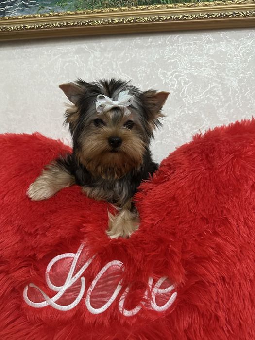 Очаровательные малыши йорка