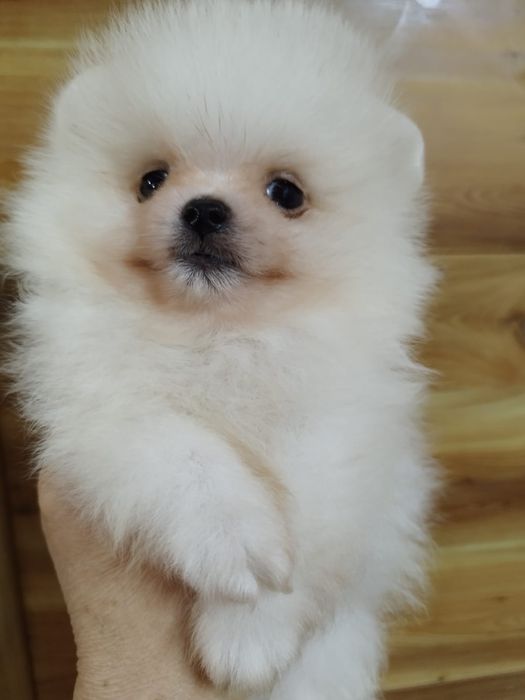 Померанский шпиц